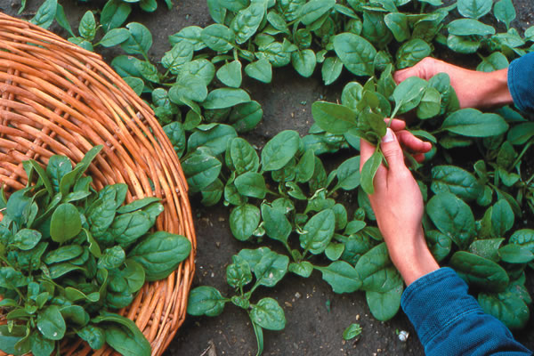 Thinning young spinach plants for salad greens allows for more vigorous plants later in the season.